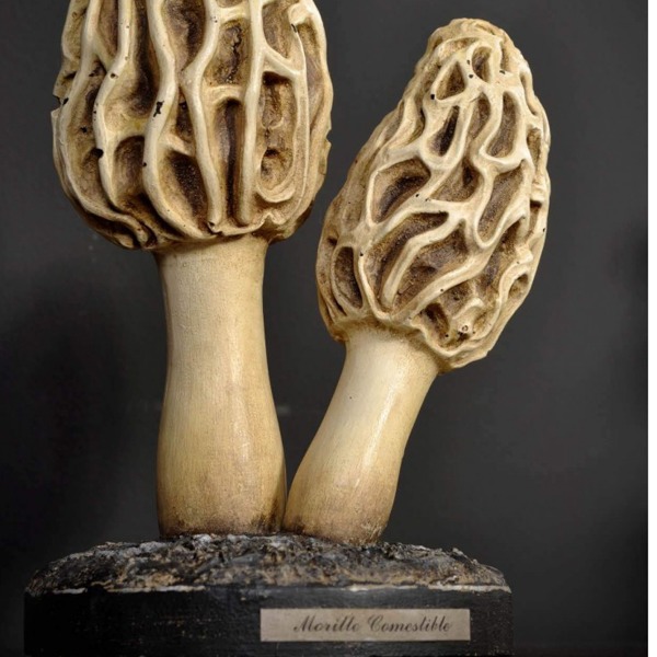 Le Coffre aux Champignons Sculpture de champignons en papier mâché Art  cabinet de curiosités