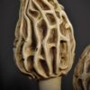 ARTEFACT CHAMPIGNON MORILLES OBJET DE CURIOSITE 4