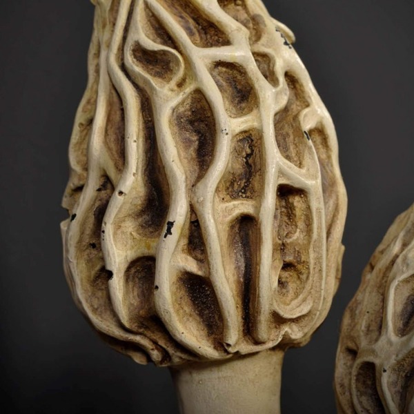 ARTEFACT CHAMPIGNON MORILLES OBJET DE CURIOSITE 4