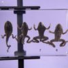 DEVELOPPEMENT DE LA GRENOUILLE SUR CHEVALET NOIR - OBJET DE CURIOSITÉ