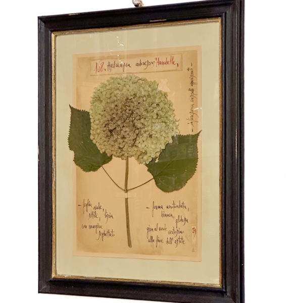 PLANCHE D'HERBIER "TAVOLA 168 HYDRANGEA ARBORESCENS" - OFFICINA NATURALIS