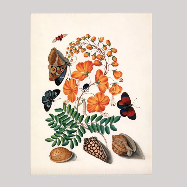 AFFICHE "TWO BUTTERFLIES, ORANGE FLOWER & SEASHELLS" - THE DYBDAHL CO.