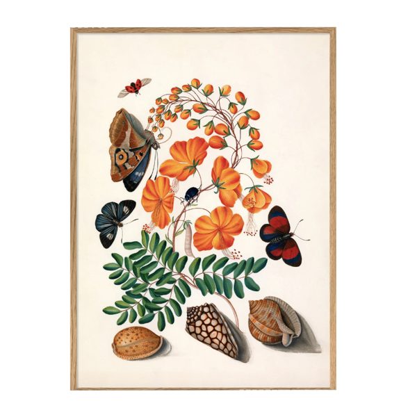 AFFICHE "TWO BUTTERFLIES, ORANGE FLOWER & SEASHELLS" - THE DYBDAHL CO.