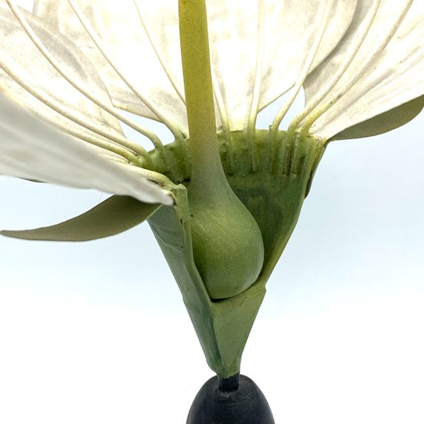 MODELE BOTANIQUE COUPE FLEUR CERISIER MEANDER 1884