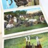 SOUVENIR FOLDER OF WILD WEST COWBOY CARNET CARTES POSTALES VINTAGE USA 1610 1