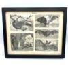 GRAVURE DE CHAUVE-SOURIS PROVENANT DU MEYERS-KONVERSATIONS LEXIKON VINTAGE