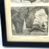 GRAVURE PAGE LIVRE 4e EDITION DU MEYERS KONVERSATIONS LEXIKON VINTAGE CHAUVE SOURIS BAT 2819