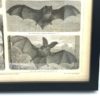 GRAVURE PAGE LIVRE 4e EDITION DU MEYERS KONVERSATIONS LEXIKON VINTAGE CHAUVE SOURIS BAT 2820