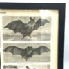 GRAVURE PAGE LIVRE 4e EDITION DU MEYERS KONVERSATIONS LEXIKON VINTAGE CHAUVE SOURIS BAT 2821