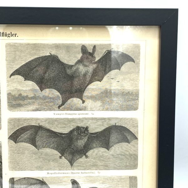 GRAVURE PAGE LIVRE 4e EDITION DU MEYERS KONVERSATIONS LEXIKON VINTAGE CHAUVE SOURIS BAT 2821