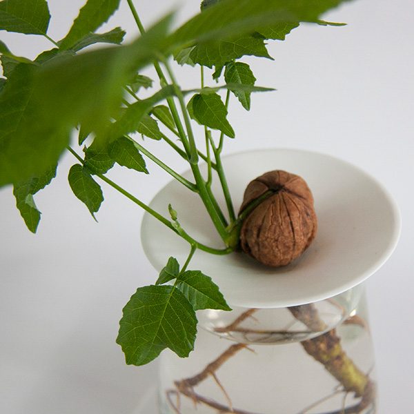 COUPELLE DE GERMINATION ACORN BOTANOPIA PLANTES SPROUT 7