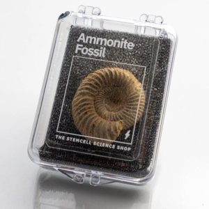 FOSSILE D'AMMONITE DANS SA BOÎTE DE COLLECTIONNEUR